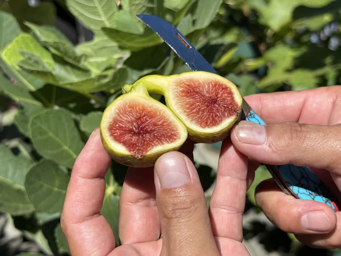 三浦】ジャムのような甘さで予約殺到!樹上で完熟させる”濃厚いちじく 三浦】ジャムのような甘さで予約殺到!樹上で完熟させる”濃厚いちじく